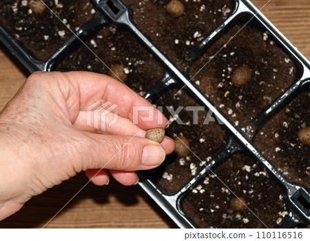Planting bulbils of Chinese yam, lat. Dioscorea opposita in reusable plastic tray Planting bulbils of Chinese yam, lat. Dioscorea opposita in reusable plastic tray 110116516