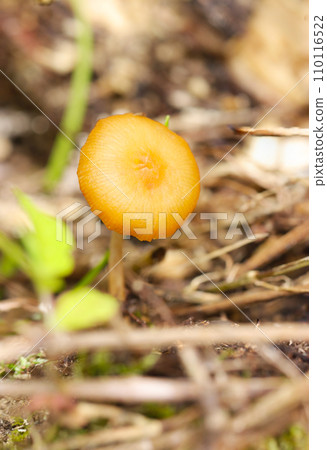 A small, candy-colored hibirotake peeking out from between the fallen leaves of a thicket (natural light + macro close-up photo) A small, candy-colored hibirotake peeking out from between the fallen leaves of a thicket (natural light + macro close-up photo) 110116522
