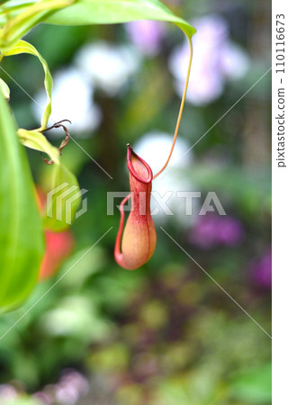 Nepenthes alata Blanco close up Nepenthes alata Blanco close up 110116673