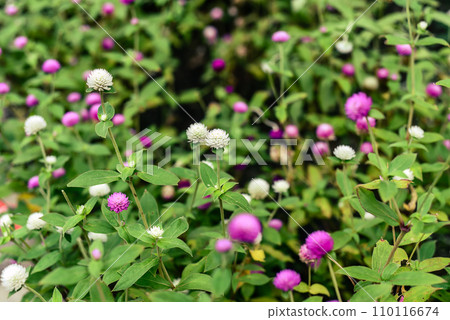 Gomphrena globosa, commonly known as globe amaranth growing in Thailand Gomphrena globosa, commonly known as globe amaranth growing in Thailand 110116674
