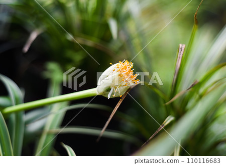 Flower of Chlorophytum comosum, usually called spider plant or common spider plant close up 110116683