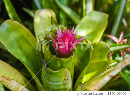 Pink flower of Bromelia plant close up 110116691