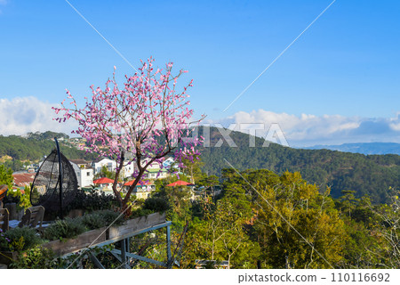 Growing sakura tree growing in Vietnam against the blue sky Growing sakura tree growing in Vietnam against the blue sky 110116692