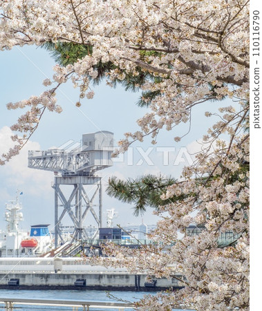 Hammerhead visible beyond the cherry blossoms 110116790