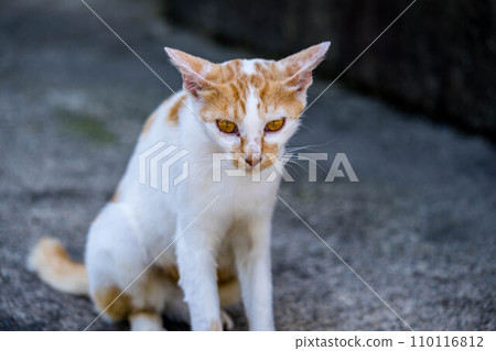 Goldeneye ~Mother cat Minilla~ Goldeneye ~Mother cat Minilla~ 110116812
