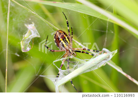 眨眼間將一隻蚱蜢包裹起來的雌性長尾蜘蛛（自然光+微距特寫照片） 110116993