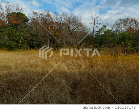 愛知縣立森林公園濕地 愛知縣立森林公園濕地 110117178