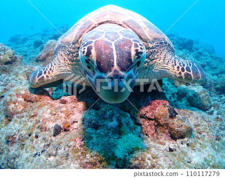 Okinawa Diving Sea Turtle Green Sea Turtle Scuba Diving 110117279