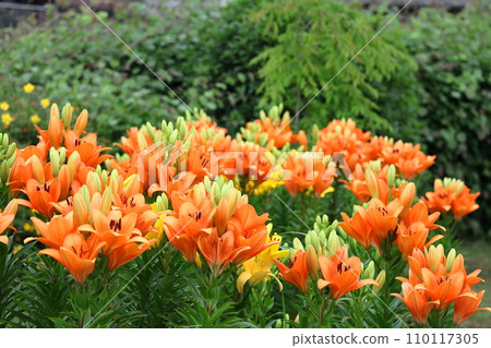 象徵貞潔的花 象徵貞潔的花 110117305