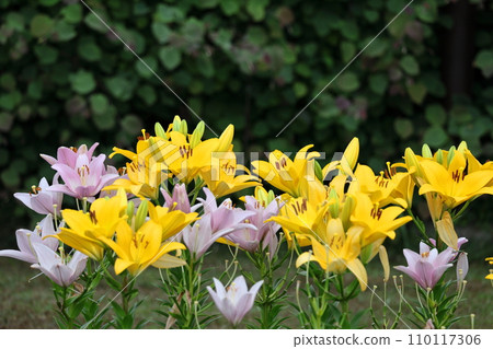 象徵貞潔的花 110117306