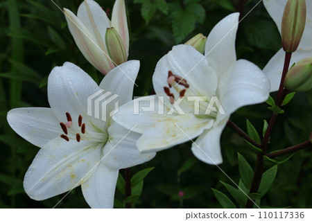 象徵貞潔的花 110117336