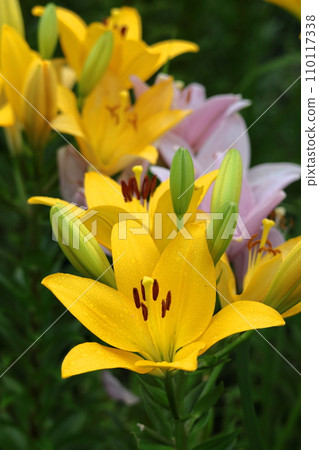 象徵貞潔的花 110117338