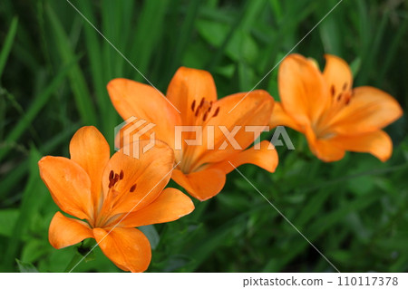 A flower that symbolizes chastity 110117378