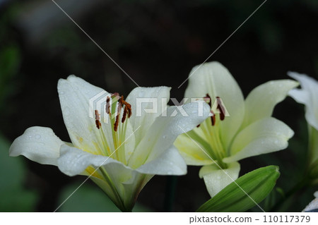 A flower that symbolizes chastity 110117379