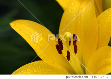 A flower that symbolizes chastity 110117397