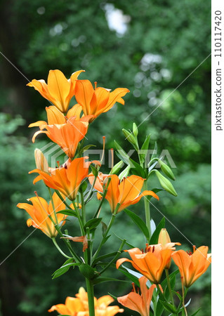 A flower that symbolizes chastity 110117420