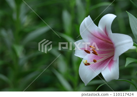 A flower that symbolizes chastity 110117424