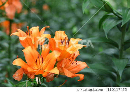 A flower that symbolizes chastity 110117455