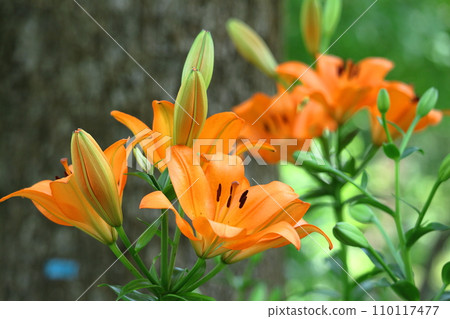 A flower that symbolizes chastity A flower that symbolizes chastity 110117477