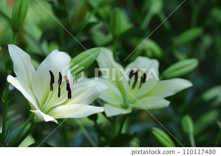 象徵貞潔的花 象徵貞潔的花 110117480