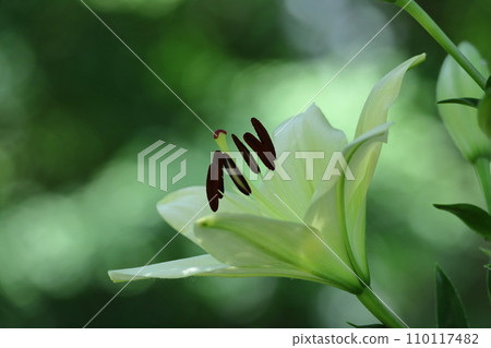 A flower that symbolizes chastity A flower that symbolizes chastity 110117482