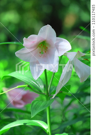 A flower that symbolizes chastity A flower that symbolizes chastity 110117485