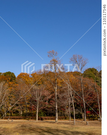 Late autumn park scene with trees changing color (Matsudo City, Chiba Prefecture, 21st Century Forest and Plaza) Late autumn park scene with trees changing color (Matsudo City, Chiba Prefecture, 21st Century Forest and Plaza) 110117546
