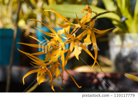 Brassia orchid yellow flower close up 110117779