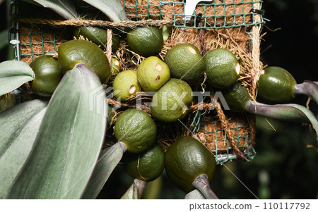 Bulbophyllum phalaenopsis plant close up 110117792