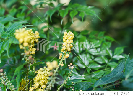 Berberis bealei, also known as leatherleaf mahonia, Beale's barberry or Oregon grape Berberis bealei, also known as leatherleaf mahonia, Beale's barberry or Oregon grape 110117795