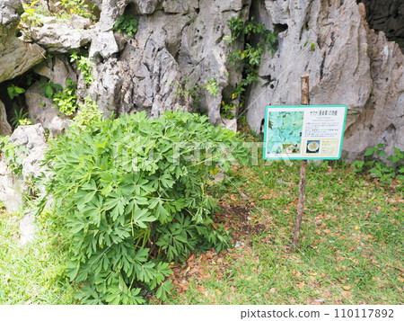 Sakuna (long life grass)/Yanbaru National Park/Oishibayashiyama/(Kunigami Village, Kunigami District, Okinawa Prefecture) 2 Sakuna (long life grass)/Yanbaru National Park/Oishibayashiyama/(Kunigami Village, Kunigami District, Okinawa Prefecture) 2 110117892