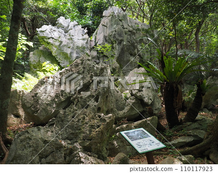 Yanbaru National Park/Oishibayashiyama/Rakuda Rock (Kunigami Village, Kunigami District, Okinawa Prefecture) Yanbaru National Park/Oishibayashiyama/Rakuda Rock (Kunigami Village, Kunigami District, Okinawa Prefecture) 110117923