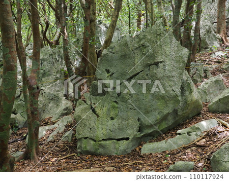 山原國立公園/大石臨山/西猩猩（沖繩縣國頭郡國頭村）2 110117924
