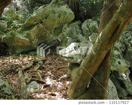 山原國立公園/大石臨山/鬣蜥岩（沖繩縣國頭郡國頭村）3 110117927
