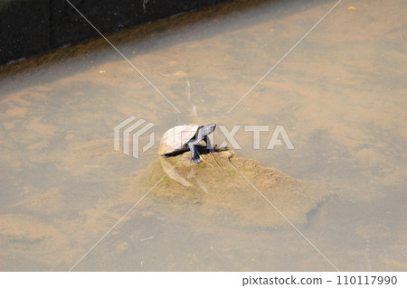 red-eared slider turtle image turtle turtle 110117990