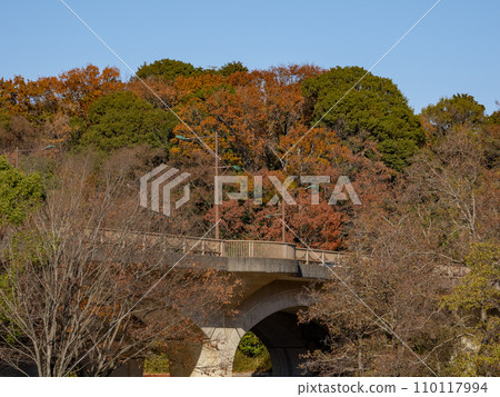 深秋公園、廣場上的彩色樹木和橋樑（千葉縣松戶市21世紀森林和廣場） 110117994