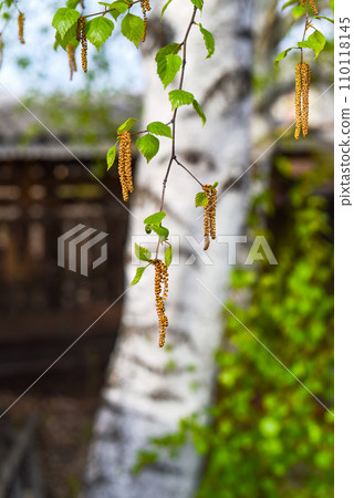 Young fresh birch catkins on a birch tree background Young fresh birch catkins on a birch tree background 110118145