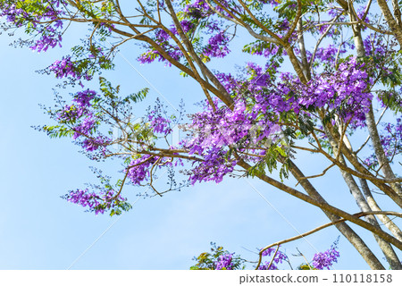 Branch of Jacaranda tree growing against blue sky in Da Lat Vietnam in spring Branch of Jacaranda tree growing against blue sky in Da Lat Vietnam in spring 110118158
