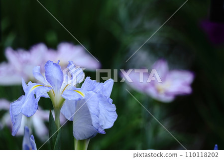 Bloom gracefully as a rose 110118202