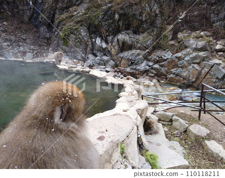 Jigokudani Monkey Park 猴子 Snow 冬季 Jigokudani Monkey Park 猴子 Snow 冬季 110118211