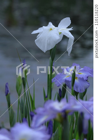 像玫瑰一樣優雅地綻放 110118220