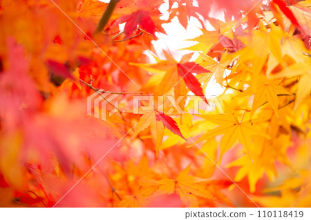 Autumn leaves Autumn leaves 110118419