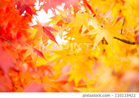 Autumn leaves Autumn leaves 110118422