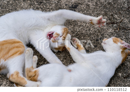 Minilla's Counterattack ~The play of brother and sister cats~ 110118512