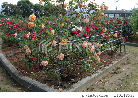 Arao City Ominous Citizen Flower Bed Rose Flower, 110118535