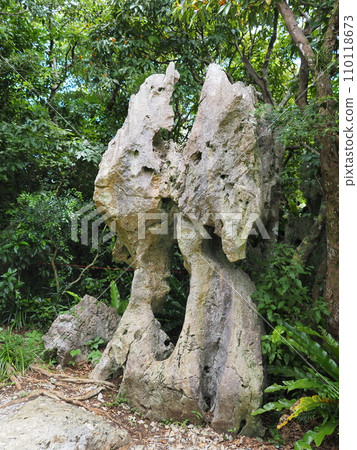 山原國立公園/大石臨山/兒童岩（沖繩縣國頭郡國頭村） 110118673
