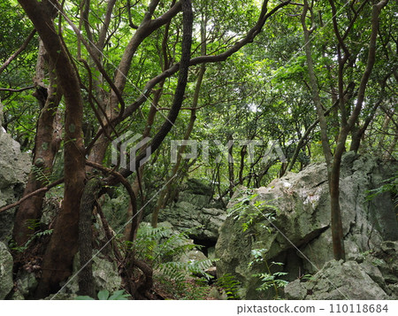 山原國立公園/大石林山/岩石風景(沖繩縣國頭郡國頭村)9 山原國立公園/大石林山/岩石風景(沖繩縣國頭郡國頭村)9 110118684