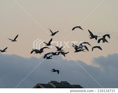 A flock of cormorants flying in the early morning sky A flock of cormorants flying in the early morning sky 110118715