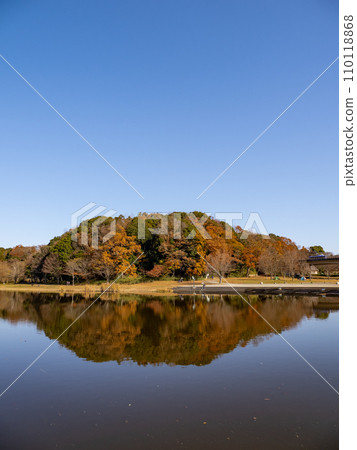 Autumn leaves reflected in a park pond (Matsudo City, Chiba Prefecture, 21st Century Forest and Plaza) 110118868
