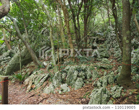 山原國立公園/大石林山/岩石風景(沖繩縣國頭郡國頭村)10 山原國立公園/大石林山/岩石風景(沖繩縣國頭郡國頭村)10 110119005